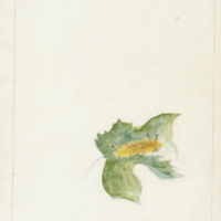 Cocoon on leaf "Drawn September 1817"