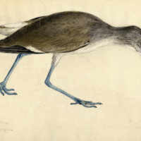 Willet (bird)