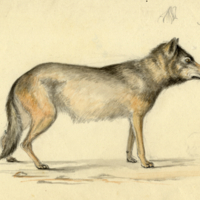 Wolf (female)..."Near 3 years old, Indiana"