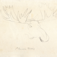 Moose (head). "1st Camera tracing" (camera lucida)