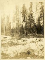 "Muskeg and Swamp - Eastern Slope"