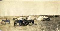 "In the Horse Lines at Stoney Plains"