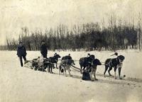 "Dog Trains From Great Slave Lakes"