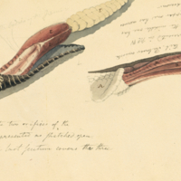 Rattlesnake, anatomy of the tail.