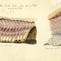 Rattlesnake muscles of the Scuta, taken from the 75th rib towards the tail. Muscles of the back and side. Squamal muscles.