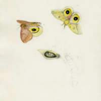 Yellow moth, cocoon, and caterpillar