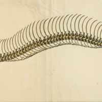 Rattlesnake skeleton.