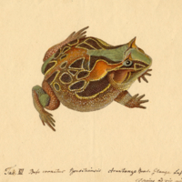 Bufo cornutus brasiliensis Arantango Bras. Itanga Lusilanis. Tilesius ad vie pinxit Brasiliae.