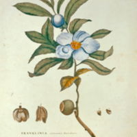 Franklinia alatamaha.