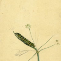 Papilio asterios and chrysalis