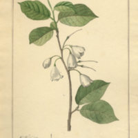 Halesia tetraptera L.