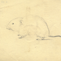 Wood Rat