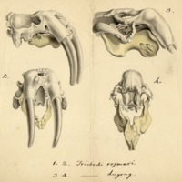 Trichechi rosmari