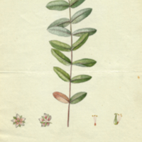 Triadenum virginicum (L.) Raf.