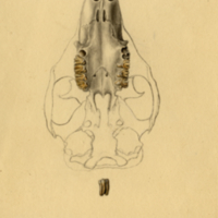 Mole skull, lower view