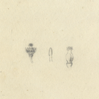 Unidentified botanical drawing