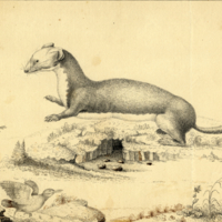 Weasel