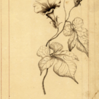 Ipomoea sp.