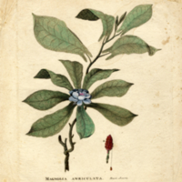 Magnolia auriculata