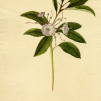 Kalmia latifolia L.