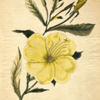 Oenothera grandiflora