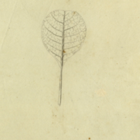 Unidentified botanical drawing