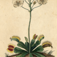 Dionaea muscipula