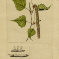 Betula populifolia