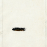 Bushy caterpillar "16th Sept. 1817"