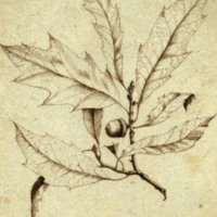 Quercus pennsylvanicus heterophylla