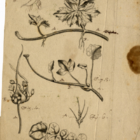 Elements of Botany. Glossay figuers