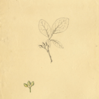 Unidentified botanical drawing