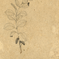 Subject unknown. [Botanical drawings]