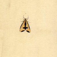 Callimorpha interrupto-marginata (insect)