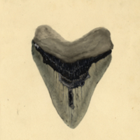 Tooth, fossil