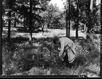 605: Herbarium #421--Jemima Gibson takes Inula to cure