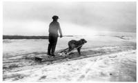 D093: Boy on dog sled, Mashteuiatsh