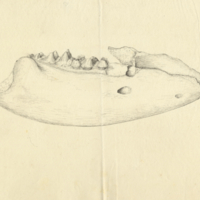 Mastodon lower jaw and teeth, fossil