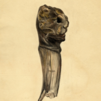 Bone [leg?], fossil