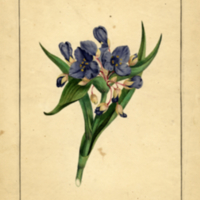 Tradescantia virginica L.