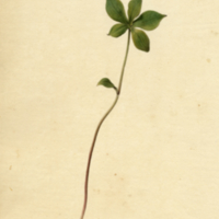 Pogonia seedling