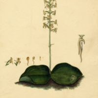 Habenaria orbiculata (Pursh) Torr.