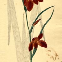 Iris Fulva [Red Brown Flag]