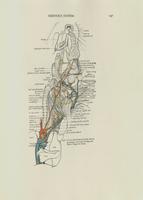 Nervous System of a rat