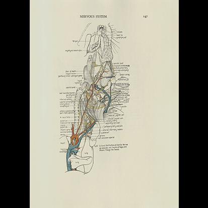 5. To highlight the Society’s leading role in library technologies, the APS placed in the cornerstone nine 9”x6” microcards containing Eunice Chase Greene’s “The Anatomy of the Rat,” one of the most successful APS publications. This image is just one of the hundreds of detailed illustrations from this book.