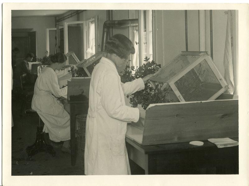 Women working with plants at specimen boxes at the Goldschmidt Lab, Kaiser Wilhelm Institute.